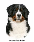 Bernese Mountain Dog